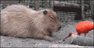 tumblr_nly5l0kWPT1tlb56zo1_400.gif