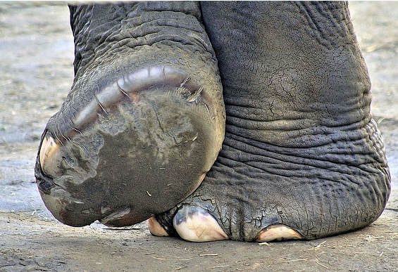 elephant_feet-1488490309135.png