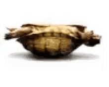 turtle-upside-down-turtle.gif