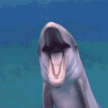 dolphin-funny-animals.gif