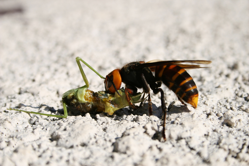 Waspfeedingonmantis.jpg
