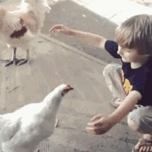 hug-chicken.gif