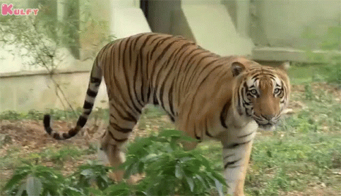 3a7eba3498a3062621f008e9ef2449f6.gif
