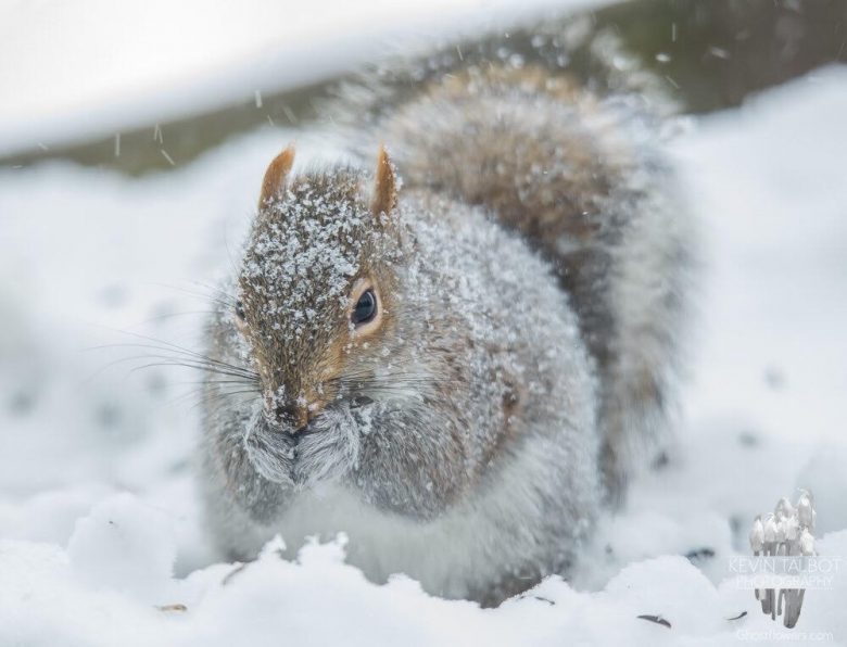 Squirrel-780x596.jpg