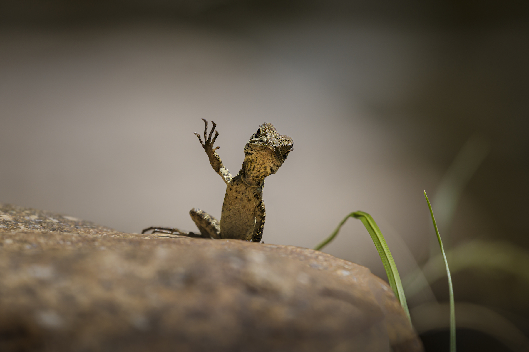 Trevor-Rix_Waving-Dragon.jpg