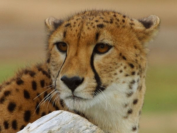 animated-wink.gif
