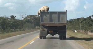 olpigfuckthisimgettingoutofhere.gif