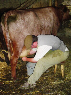 hand-milking.png
