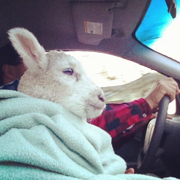 lamb+car.jpg