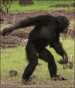 tenor.gif