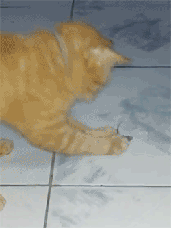 tumblr_n20v99csdY1r3gb.gif