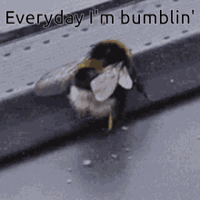bumblin-lmfao.gif