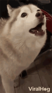 howling-viralhog.gif
