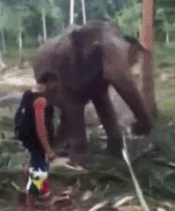 tumblr_mf8gj5toVW1r03lrbo1_250.gif