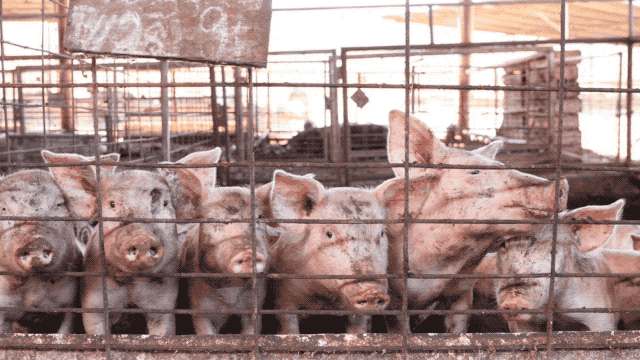 pigs-2.gif