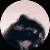 raccoon-dance.gif