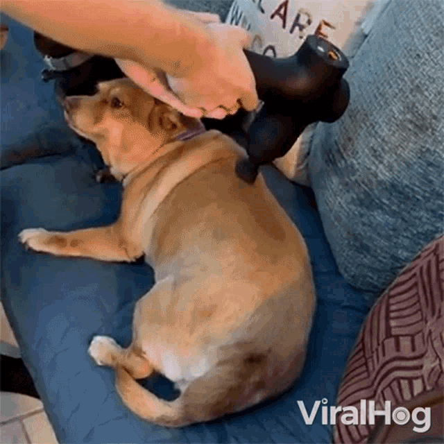 dog-massage-viralhog.gif