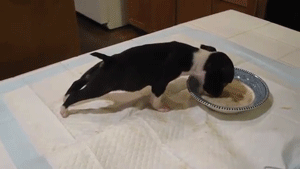 tumblr_mfcvy1A6bb1rb2an4o1_400.gif