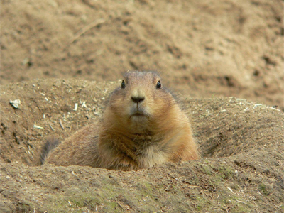 prairie-dog.jpg