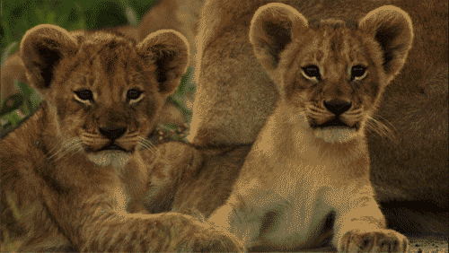 lion-gif-animation-10.gif