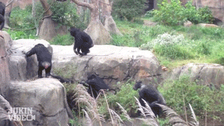Raccoon-thrown-like-a-frisbee.gif