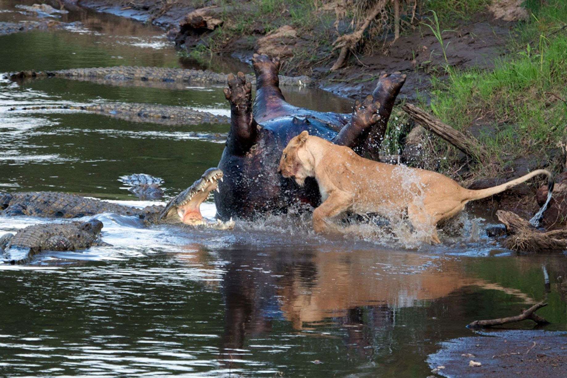 Croc-lion-fight-3.jpg