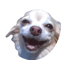 dog.gif