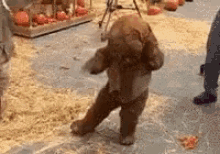 ewok-feeling.gif