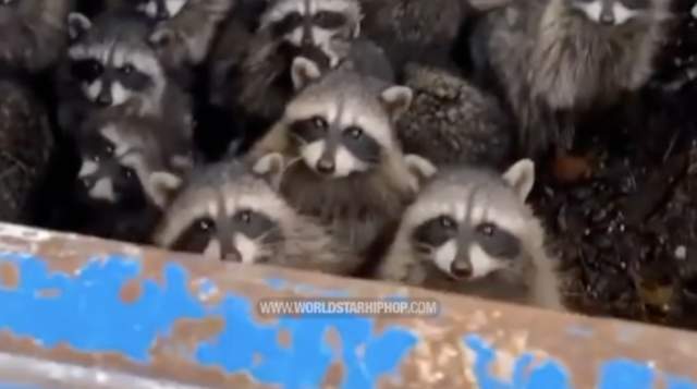 worldstar.com