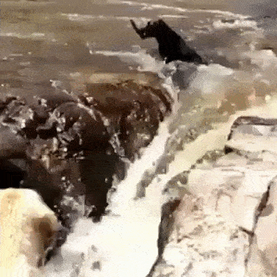 ezgif-3-2c13d9fa4b.gif