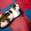 (<a href=https://www.flickr.com/photos/91135315@N04/8575775677/>notexactlyblue</a> / Flickr)