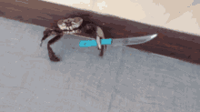 crab-knife.gif
