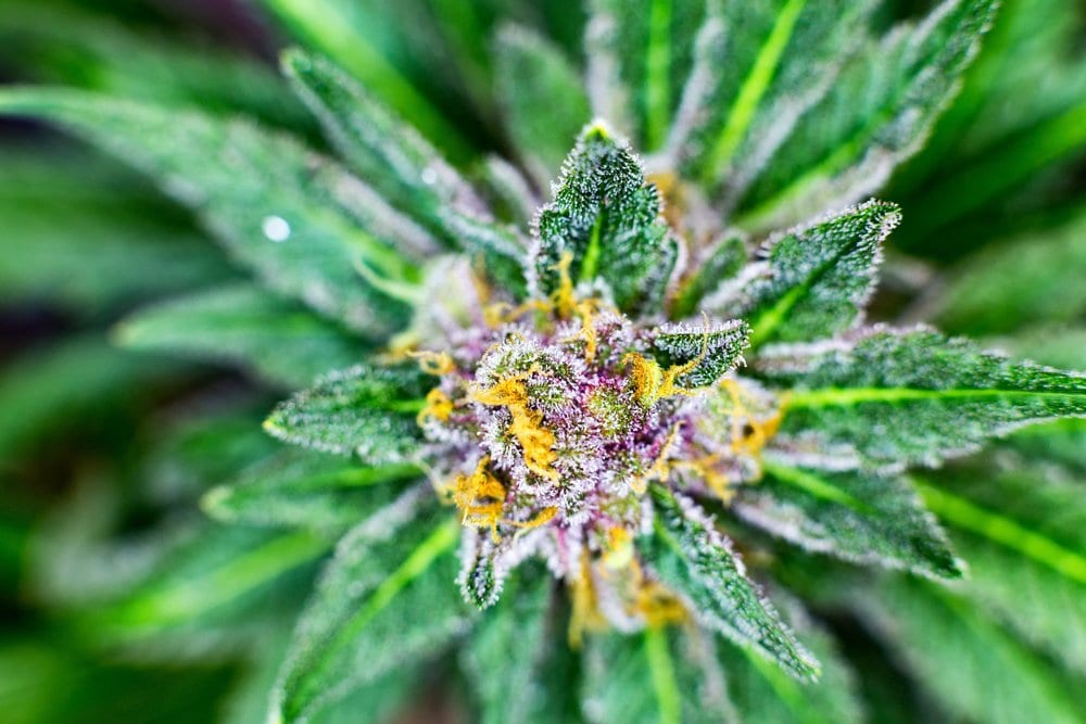 Closeup-Macro-of-Cannabis-Trichomes.jpg