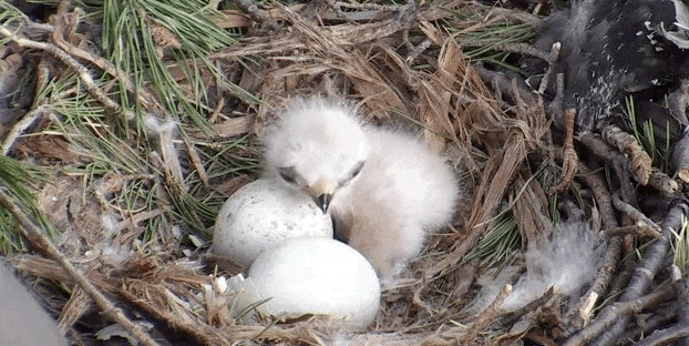 0290d72ec837b9c4ea0a92cbf3f760a5.gif