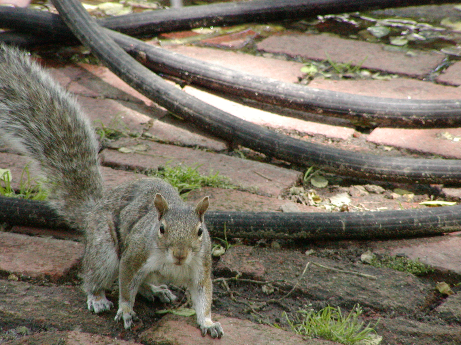 squirrel.JPG