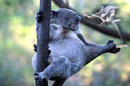 Koala%204.jpg