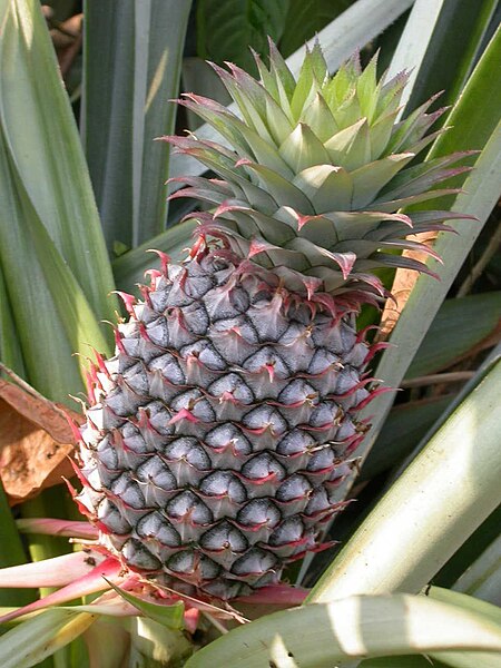 450px-Pineapple1.JPG