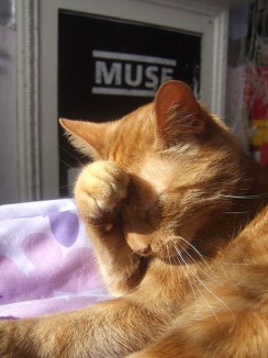 hanging-head-in-shame-244x326.jpg