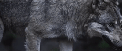 tumblr_o7xmobSJYd1ujlxv2o1_400.gif