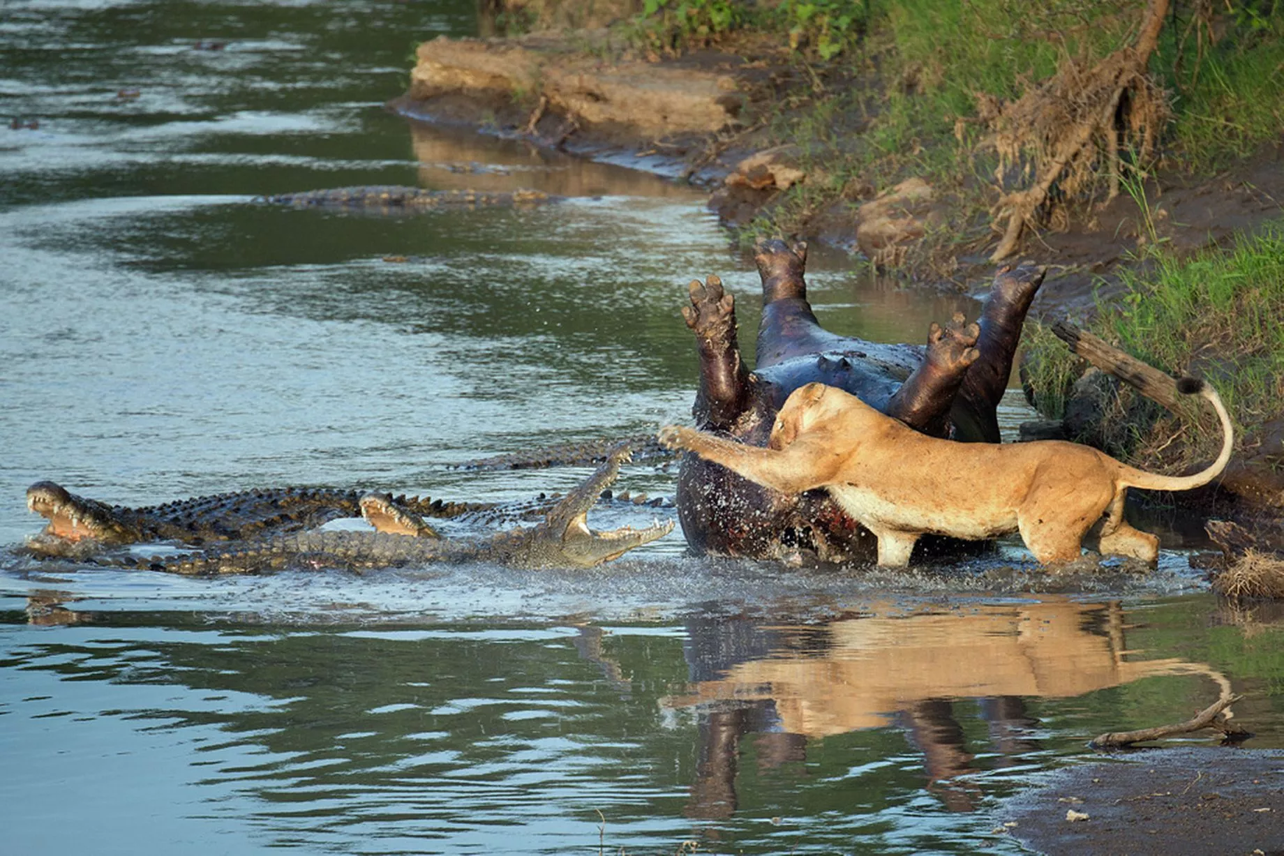 Croc-lion-fight.jpg