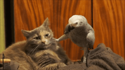tumblr_notbdqmsQR1s02vreo4_400.gif