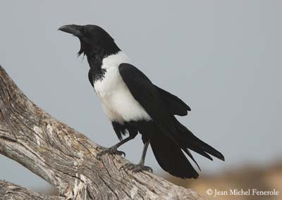 corbeau-pie-jmf2.jpg