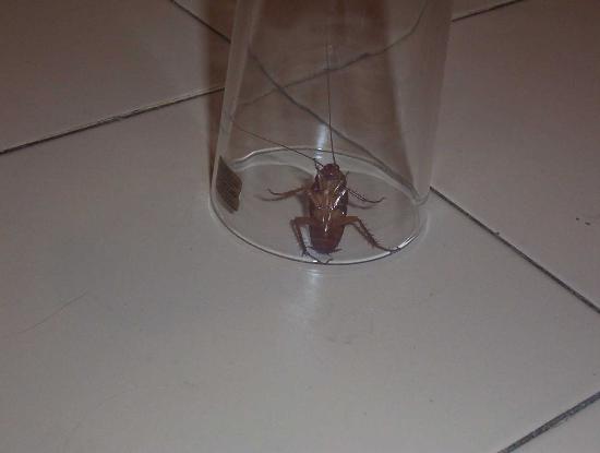 roach-at-red-crapet-inn.jpg