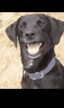 dog-confuse.gif