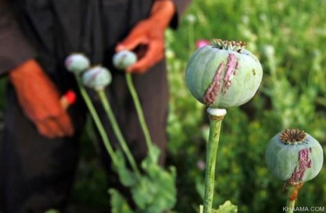 Afghanistan-opium-cultivation.jpg