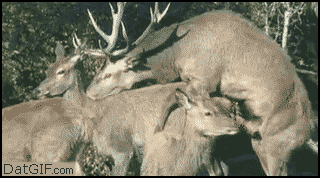 giphy.gif