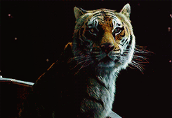 tumblr_mguwfrjALH1qc2jbwo7_r1_250.gif