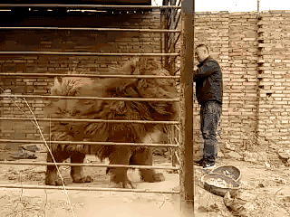 tumblr_ofkhc5BLU61s02vreo1_400.gif