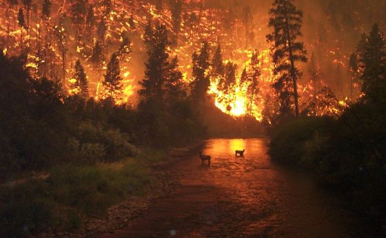 800px-deerfire_high_res.jpg
