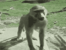 tenor.gif